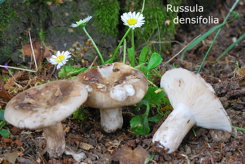 Russula densifolia-amf1627.jpg - Russula densifolia ; Syn: Russula densissima ; Nom français: Russule à lames serrées
